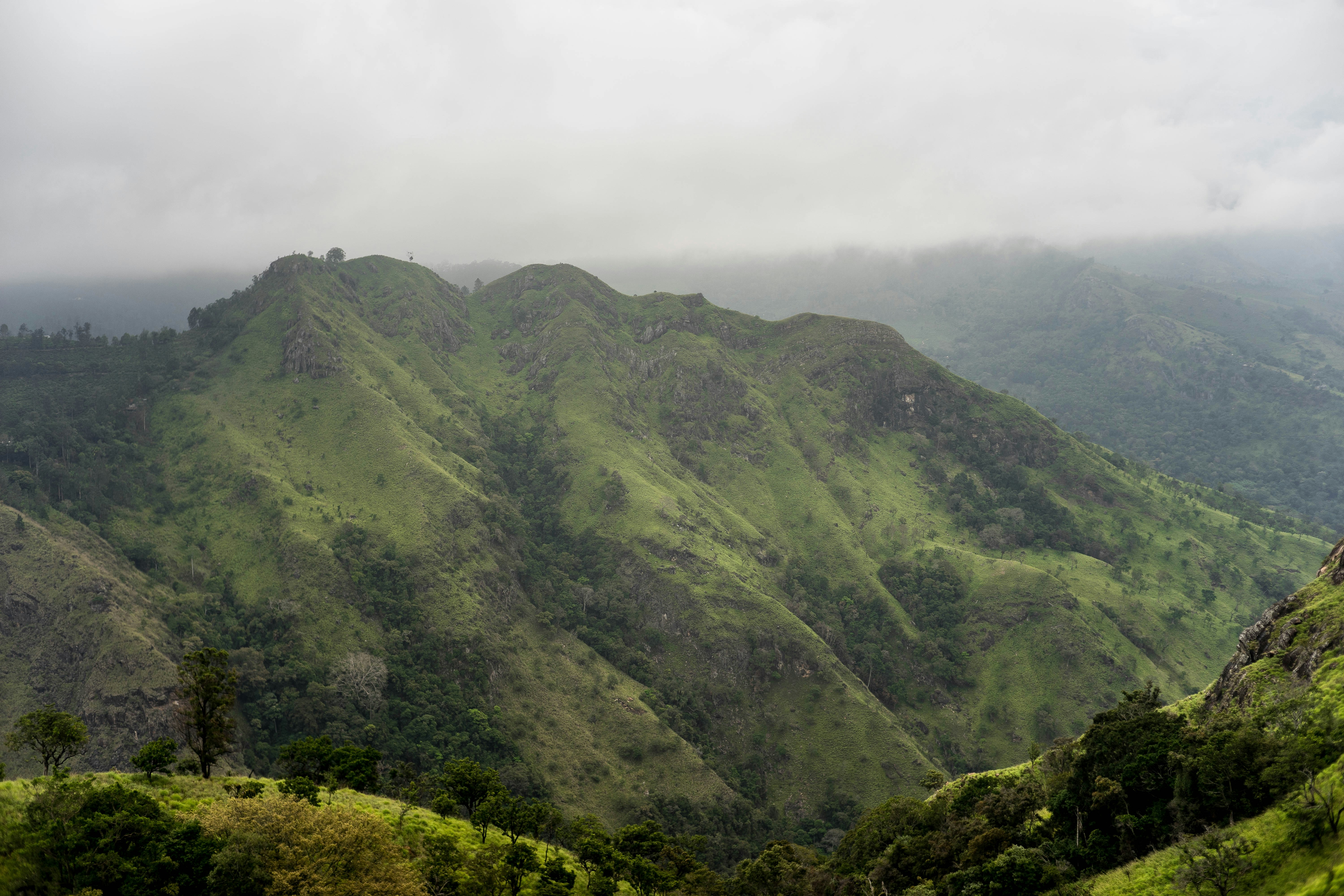 Tea Plantation